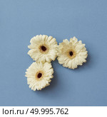 A minimalistic composition of three white gerberas on a blue background. The figure from the game Tetris. Flat lay.. A minimalistic composition of white gerberas isolated on a blue paper background, Стоковое фото, агентство Ingram Publishing / Фотобанк Лори