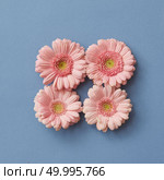 Pink gerbera flowers in the shape of a square, a figure with a tetris game on a blue paper background. Flat lay.. Pink gerbera flowers in the shape of a square, on a pink paper background. Стоковое фото, агентство Ingram Publishing / Фотобанк Лори