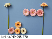 Figures from the game Tetris made from gerberas on a blue paper background. Spring flower composition. Flat lay.. Flower composition of white, pink and orange gerberas on a blue paper background. Стоковое фото, агентство Ingram Publishing / Фотобанк Лори