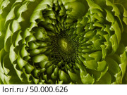 close-up of a green carnation flower,beautiful background, concept of valentine’s day. close-up of a beautiful green flower on a gray background. Стоковое фото, агентство Ingram Publishing / Фотобанк Лори