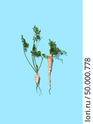 Two branches of green parsley with roots presented on a blue background with space for text. Organic vegetable. Flat lay. Green parsley stalks with a root on a blue background with copy space. Healthy vegetable. Flat lay. Стоковое фото, агентство Ingram Publishing / Фотобанк Лори