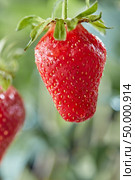 Juicy red strawberries with a drop of dew on a green branch in the garden against the backdrop of greenery.. Ripe strawberry on a stalk with a drop of water on a background of greenery. Organic berry. Стоковое фото, агентство Ingram Publishing / Фотобанк Лори