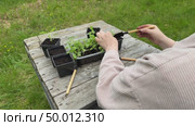 A woman plants aster seedlings in separate pots. Стоковое видео, видеограф Ирина Старикова / Фотобанк Лори
