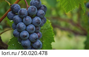Fresh bunch of ripe purple grapes turning hanging on vine branch with green leaves and water drops. Healthy food, winemaking concept. Стоковое AI-видео, аниматор Ольга Яковенко / Фотобанк Лори