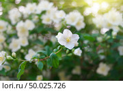 Jasmine flower. Composition of nature. Стоковое фото, агентство Ingram Publishing / Фотобанк Лори