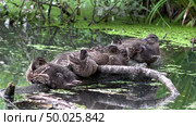 Подросшие утята спят на лесном болоте. Grown-up ducklings sleep in a forest swamp. Стоковое видео, видеограф Горшков Александр / Фотобанк Лори