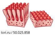Celiac or coeliac disease anatomy medical concept with normal villi and damaged small intestine lining as an autoimmune disorder of the digestion system as a 3D illustration. Стоковое фото, агентство Ingram Publishing / Фотобанк Лори