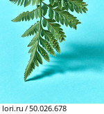 Fern leaf represented by the reverse side on a blue background with space for text and shadow pattern. Postcard layout. Creative foliage background of green leaf ferns on blue background with reflection of shadows and copy space. Стоковое фото, агентство Ingram Publishing / Фотобанк Лори