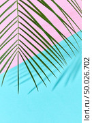 Palm leaf on a double pink blue cardboard background with a copy of the spaciousness and shadow pattern.. Exotic palm leaf on a double blue-pink paper background with a copy of space and reflection of the shadows. Стоковое фото, агентство Ingram Publishing / Фотобанк Лори