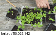 Close up a woman hands aster seedlings in separate pots. Стоковое видео, видеограф Ирина Старикова / Фотобанк Лори