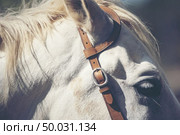 Portrait of a white horse in farm. Стоковое фото, агентство Ingram Publishing / Фотобанк Лори