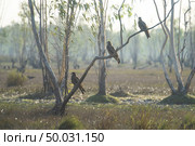Flock of migratory hawk, Nakhonnayok Thailand. Стоковое фото, агентство Ingram Publishing / Фотобанк Лори