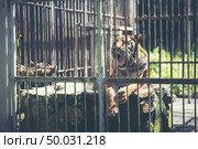 Bengal tiger in cage, Wildlife in cage concept. Стоковое фото, агентство Ingram Publishing / Фотобанк Лори