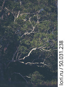 A large tree in the tropical forest. Стоковое фото, агентство Ingram Publishing / Фотобанк Лори