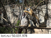 The tiger jumped to eat at the zoo’s show. Стоковое фото, агентство Ingram Publishing / Фотобанк Лори