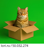 Cute orange cat sitting inside open cardboard box on green background. Curious expression, clean studio light. Perfect for meme, pet concept, delivery, or advertising mockup. Copy space. Banner. Стоковое AI-изображение, AI-художник Евгений Демидюк / Фотобанк Лори
