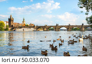 Swan and ducks on river Vltava near Charles bridge in Prague. Стоковое фото, агентство Ingram Publishing / Фотобанк Лори
