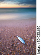 Fish on the seashore. Nature compositioin. Стоковое фото, агентство Ingram Publishing / Фотобанк Лори