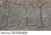 Sprouts in ground. Conceptual and agricultural scene. Стоковое фото, агентство Ingram Publishing / Фотобанк Лори