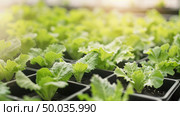 Close-up view of a variety of plants clustered together in a greenhouse setting, showcasing lush green foliage and diverse textures. Стоковое AI-изображение, AI-художник Данила Большаков / Фотобанк Лори