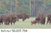 Зубр европейский теленок возле самки, молодое животное, Bison bonasus. Стоковое видео, видеограф Дмитрий Якубович / Фотобанк Лори