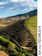 View of the beautifull Torto river valley with vineyards and terraced slopes in the Douro Region, famous Port Wine Region, Portugal. Стоковое фото, агентство Ingram Publishing / Фотобанк Лори