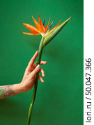 Female’s hand with tattoo holds nice fresh flower strelitzia on a green background. Place for text. Congratulation for Woman’s or Mother’s Day.. Exotic strelitzia flower in a woman’s hand with tattoo on a green background, copy space. Postcard for Mother’s Day. Стоковое фото, агентство Ingram Publishing / Фотобанк Лори