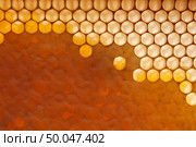Filled, waxed honeycombs with fresh organic honey. Macro photo. Next Generation Concept or Network Generation.Flat lay. Fresh organic honey in wax comb. Macro photo of organic product. Flat lay. Стоковое фото, агентство Ingram Publishing / Фотобанк Лори
