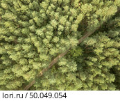 Top view on a sunny summer day on a dirt road through the foliage of the forest. Natural background. Aerial view from the drone. Dirt road passing through a green forest on a clear summer day. Aerial view from the drone natural layout for your ideas. Top view. Стоковое фото, агентство Ingram Publishing / Фотобанк Лори