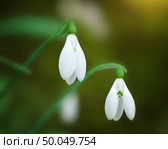 Snowdrop macro and nature composition. Стоковое фото, агентство Ingram Publishing / Фотобанк Лори