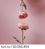 Rose up and flower down on a pink background with space for text. Creative composition for postcards. Composition. of pink roses presented on a pink background with copy space. Holiday card. Стоковое фото, агентство Ingram Publishing / Фотобанк Лори