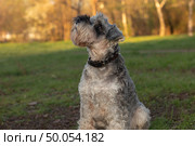 Light-colored miniature schnauzer on a walk in a spring park. Стоковое фото, фотограф Михаил Яковлев / Фотобанк Лори