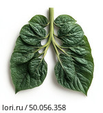A leafy green plant with a leafy stem that resembles a human lung. Стоковое AI-изображение, AI-художник Ярославский Максим / Фотобанк Лори