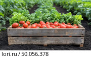 A wooden crate filled with tomatoes and lettuce. Стоковое AI-изображение, AI-художник Ярославский Максим / Фотобанк Лори