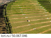 View of the beautifull Torto river valley with vineyards and terraced slopes in the Douro Region, famous Port Wine Region, Portugal. Стоковое фото, агентство Ingram Publishing / Фотобанк Лори