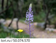 Beautiful Campanulata Blue (lat.- Scilla hyacinthoides) Стоковое фото, фотограф Irina Opachevsky / Фотобанк Лори