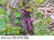 Cercis, European purple or Judas tree (Cercis siliquastrum) Стоковое фото, фотограф Irina Opachevsky / Фотобанк Лори