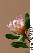 Beautiful protea flower blooms against a neutral background showcasing its delicate petals and lush green leaves. Стоковое AI-изображение, AI-художник Сергей Толмачёв / Фотобанк Лори