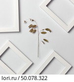 Vegetative natural composition with empty frames for your text and organic leaf branch on a light gray background. Top view. Greeting card.. Herbal decorative pattern of leaf branch and empty frames on a light background. Стоковое фото, агентство Ingram Publishing / Фотобанк Лори