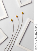 Vegetative natural composition with empty frames for your text and yellow flowers on a light gray background. Top view. Greeting card.. Decorative composition with natural yellow flowers and empty frames on a light background. Стоковое фото, агентство Ingram Publishing / Фотобанк Лори