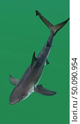 Graceful shark swims through clear green waters in smooth motion. Стоковое AI-видео, аниматор Владимир Федоров / Фотобанк Лори