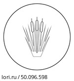 Reed Bulrush Reeds Club-rush ling Cane rush icon in circle round outline black color vector illustration flat style simple image. Стоковая иллюстрация, агентство Ingram Publishing / Фотобанк Лори
