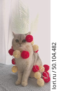 Confused white cat got tangled in an electric garland with white and red balls. Стоковое видео, видеограф Zakharova Natasha / Фотобанк Лори