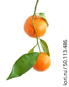 Isoalted tangerine. Element of design. Стоковое фото, агентство Ingram Publishing / Фотобанк Лори