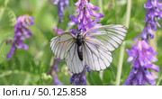 Mating of butterflies. Butterfly Aporia crataegi, the black-veined white, is a large butterfly of the family Pieridae. Стоковое видео, видеограф Андрей Армягов / Фотобанк Лори