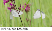 Mating of butterflies. Butterfly Aporia crataegi, the black-veined white, is a large butterfly of the family Pieridae. Стоковое видео, видеограф Андрей Армягов / Фотобанк Лори