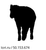 Bison Silhouette. Highly Detailed Smooth Design. Vector Illustration. Стоковая иллюстрация, агентство Ingram Publishing / Фотобанк Лори