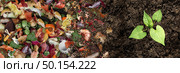 Compost and composted soil cycle as a composting pile of rotting kitchen scraps with fruits and vegetable garbage waste turning into organic fertilizer earth with a growing young plant as a composite. Стоковое фото, агентство Ingram Publishing / Фотобанк Лори