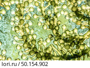 Biofuel research process in laboratory, Microalgae Photobioreactor for alternative energy innovation in Renewable Energy Laboratory. Стоковое фото, агентство Ingram Publishing / Фотобанк Лори