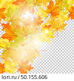 Autumn maple leaves background. Vector illustration with transparency and meshes. EPS10. Стоковая иллюстрация, агентство Ingram Publishing / Фотобанк Лори